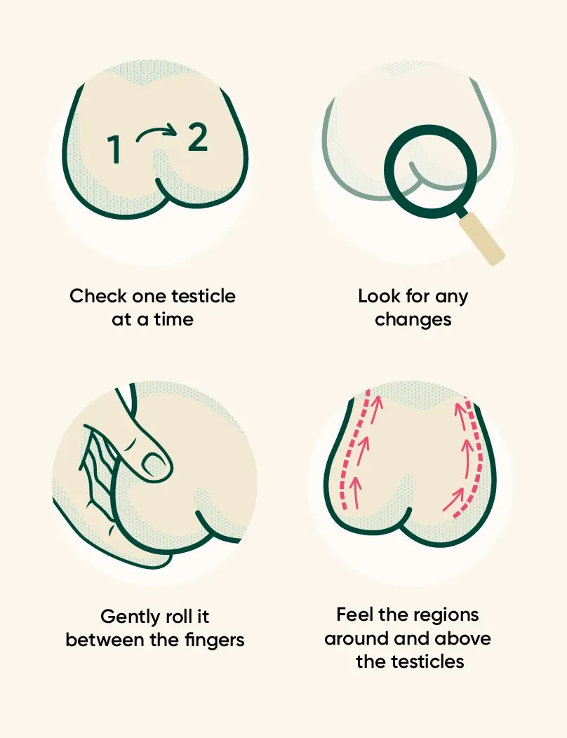 Diagram of how to check your testicular health