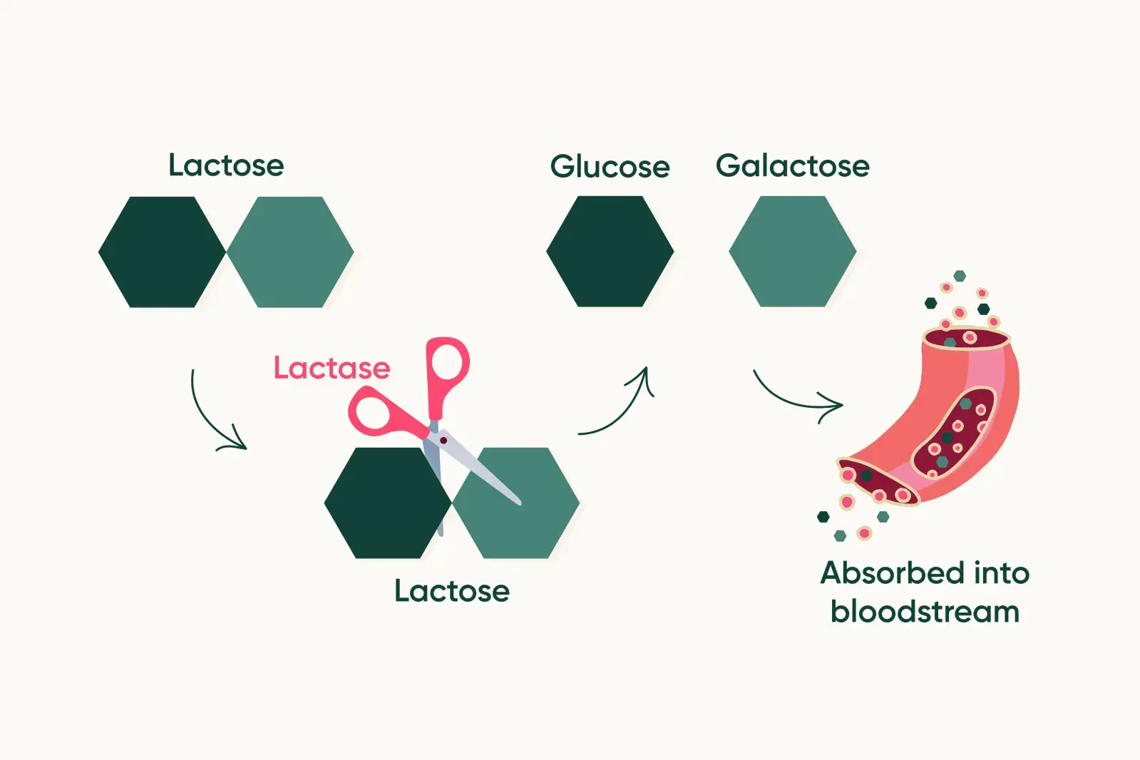 How lactose is broken down