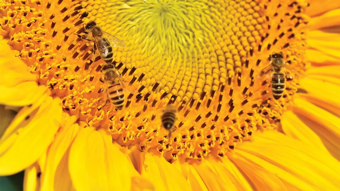 Bees on a sunflower