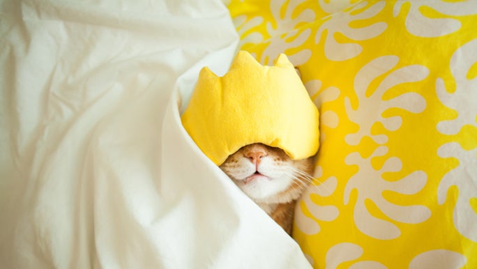 A cat is tucked into bed with a yellow facemask covering its eyes. Sleeping like a cat is a way to sleep better.