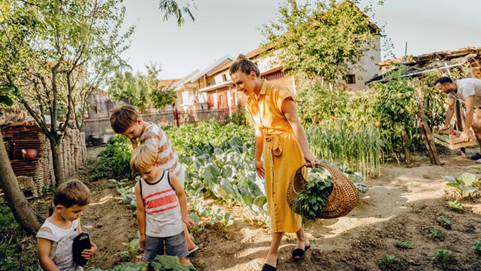 As part of a low tox lifestyle, a family collect fresh vegetables from their garden.