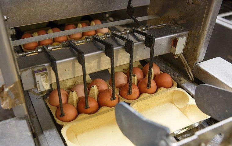 commercial food processing plant packaging eggs