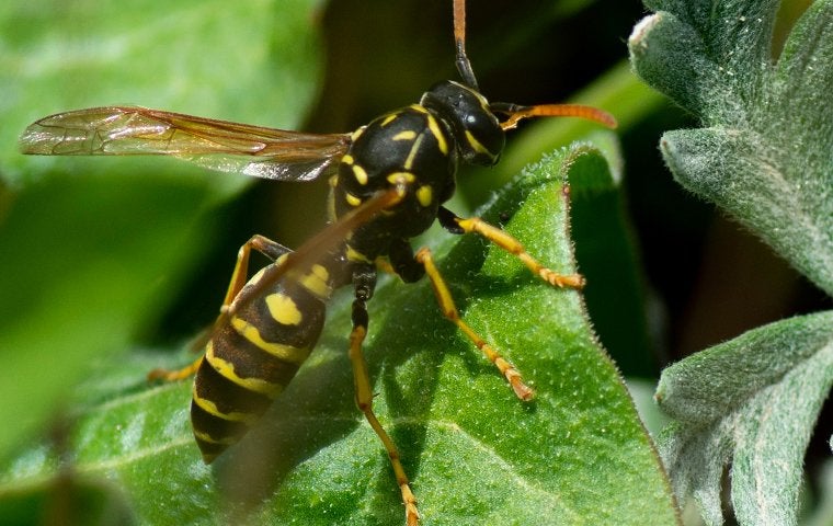a wasp on a plant leaf outdoors