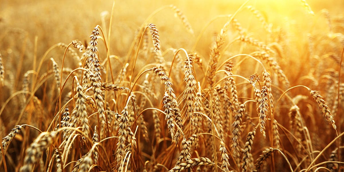 wheat ready for harvesting