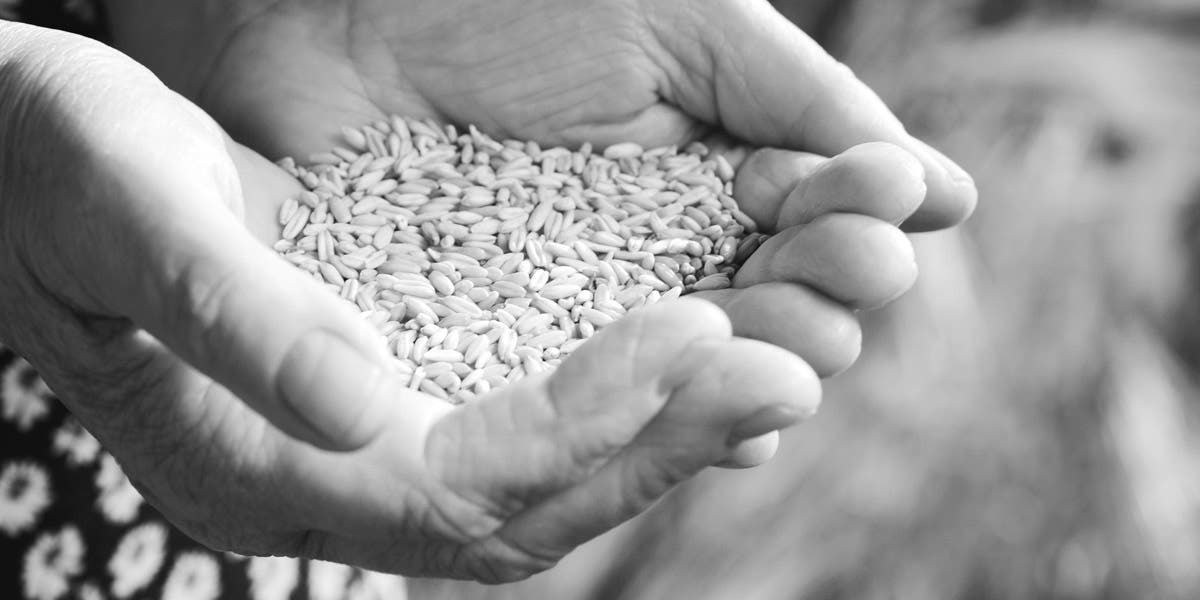 a person's hands together holding harvested wheat germs, as this client story is about how Olam, a leading global food and agri-business, worked with DDI to grow and develop their frontline leaders