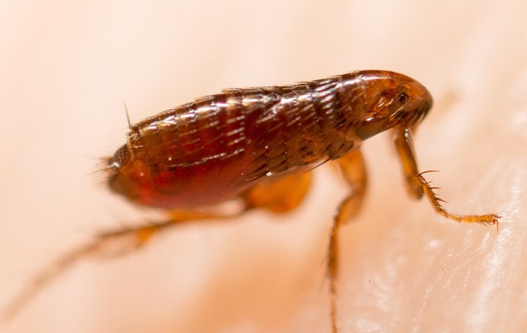flea biting human skin