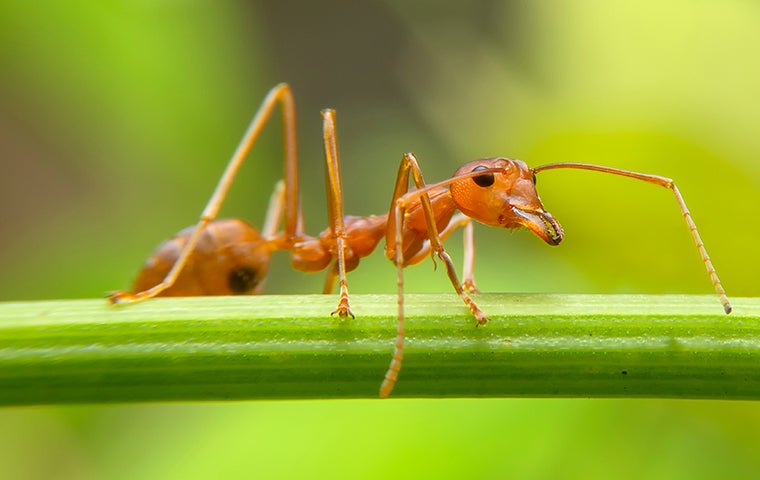 fire ant on a plant