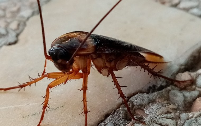a cockroach crawling on tile near a home