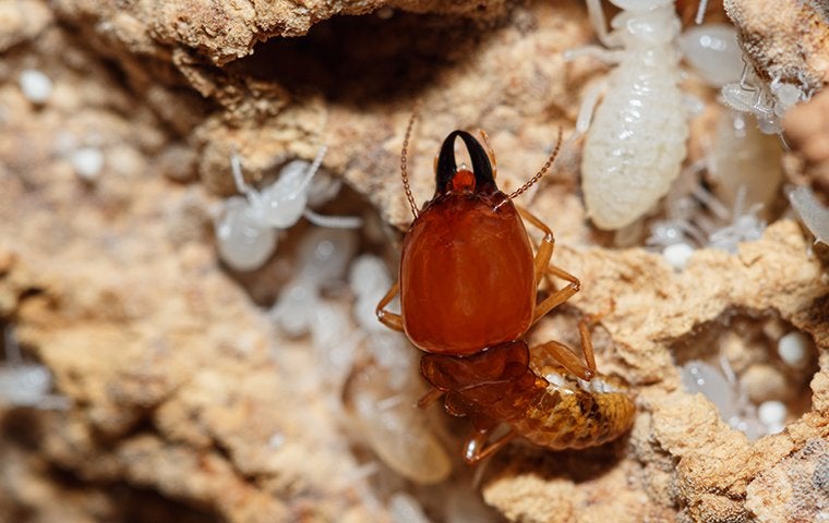 termite on rotten wood