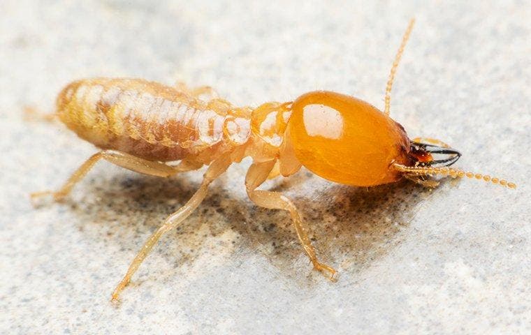 a large termite up close