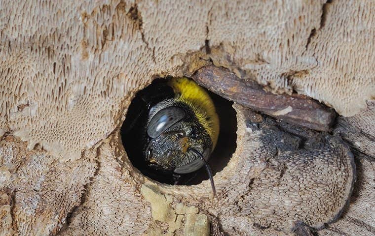 Carpenter Bee in a tree