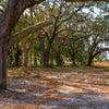 Beautiful group of trees clustered together.