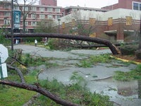Trees fallen over due storm in front of Baptist Hospital.