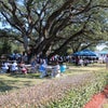 The canopy of oaks has provided shade for many celebrations.