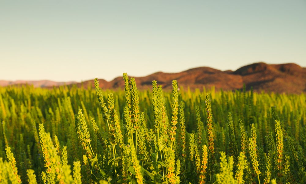 Crops in Western Australia.jpg