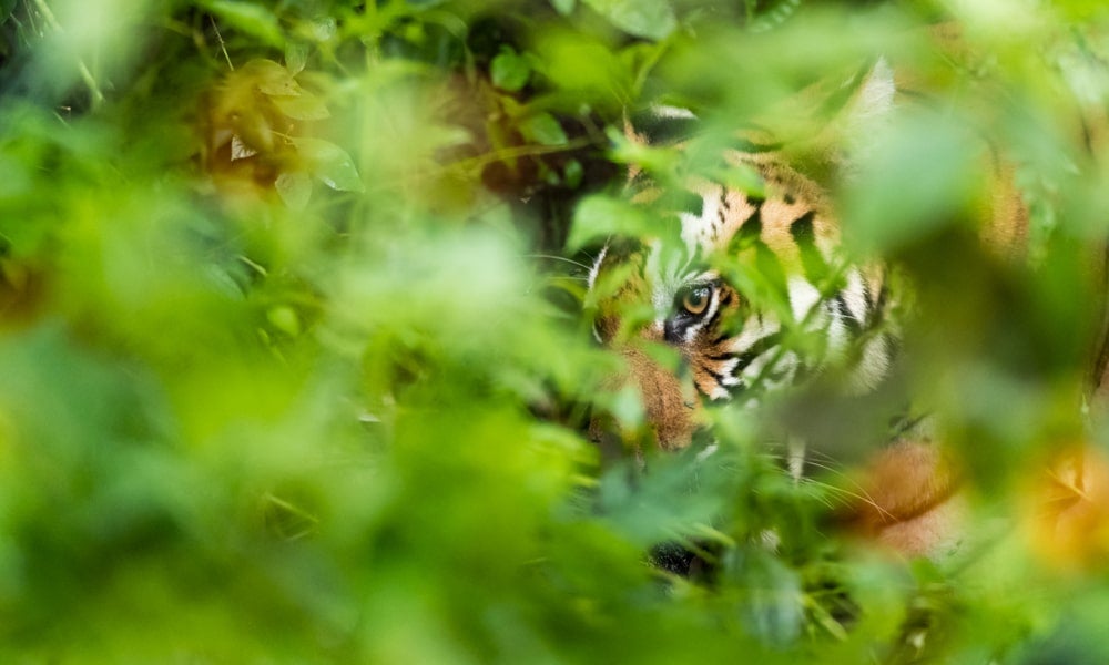 A Bengal tiger hunting in the forests of Karnataka, India-min.jpg