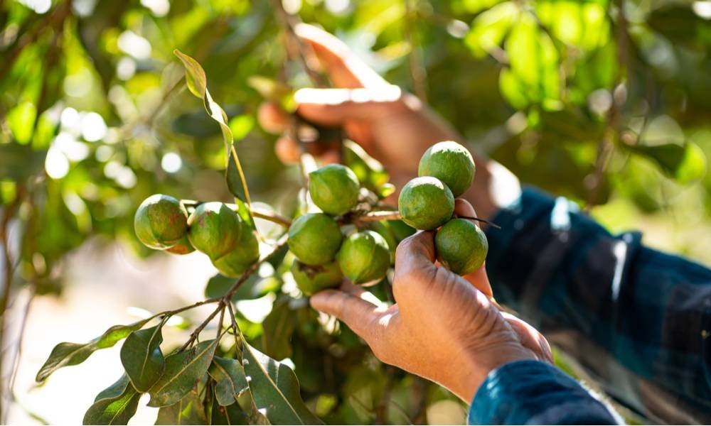 Hand picking macadamia tree and its fruit In the garden..jpg