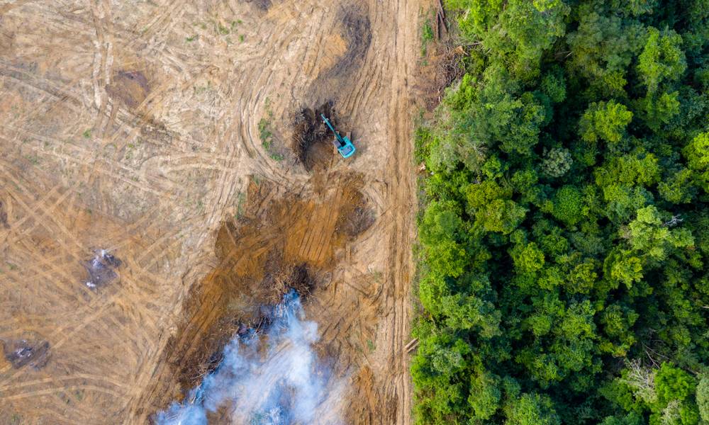 Aerial view of deforestation.jpg