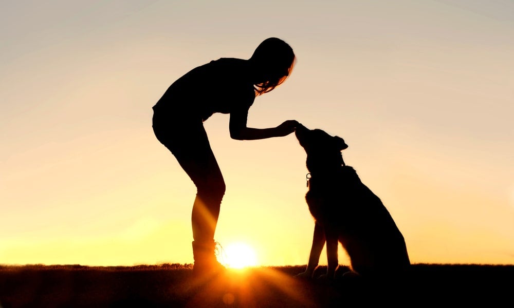 Research with our canine companions shows that older dogs are frequently easier to train than puppies-min.jpg