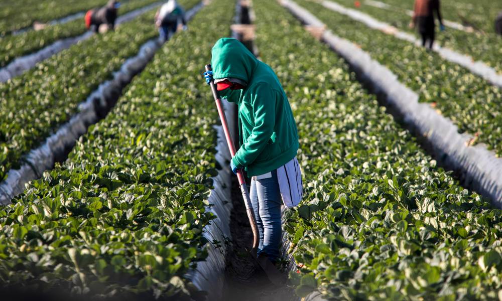 Woman farm worker in green sweatshirt in strawberry field with shovel and other farms workers and rows of strawberry plants in background (1).jpg