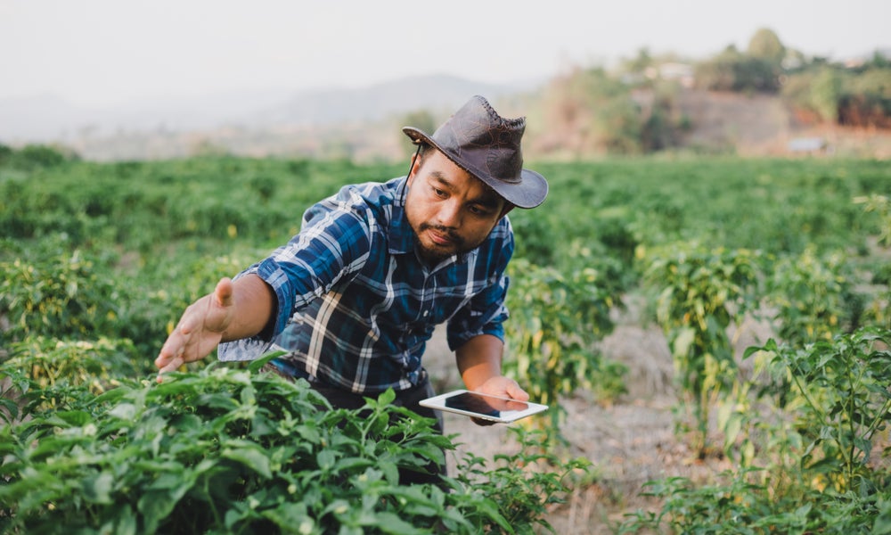 The farmer with tablet or smartphone and Inspecting plants in sunset, Agriculture and technology concept.jpeg