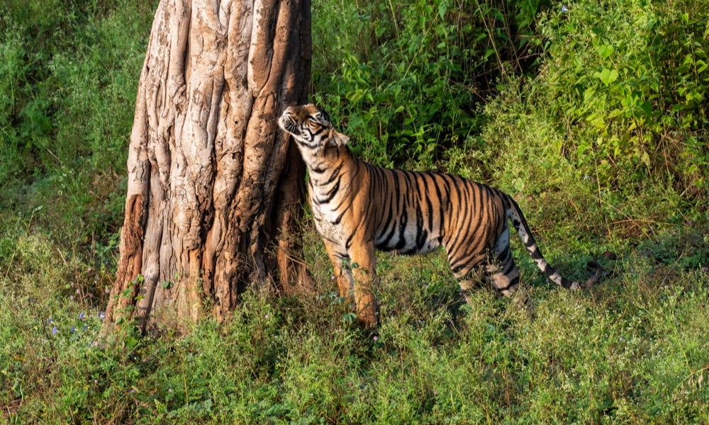 A female tigress walking on the forest path and marking her scent on a tree in the forests of Karnataka, India-min.jpg