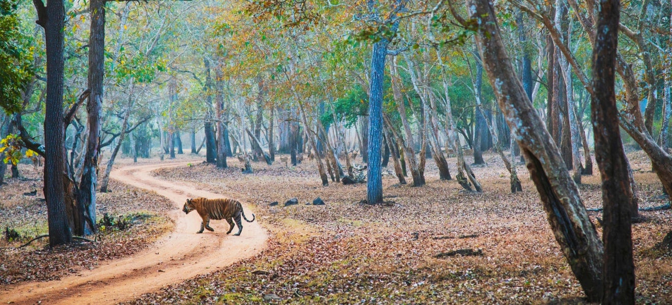 How collaboration in a sandbox is helping to save Indian tigers