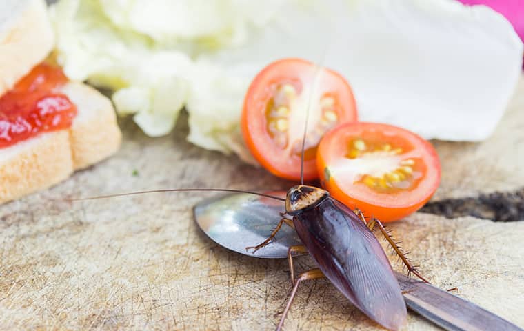 cockroach on vegtables 