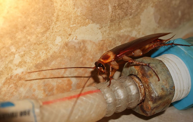 cockroach on hose