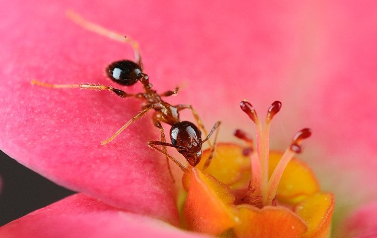 ant crawling on a spring flower