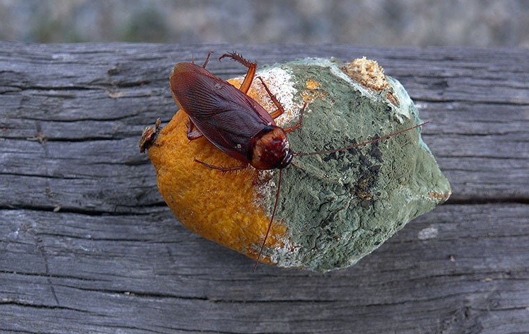 cockroach on moldy fruit