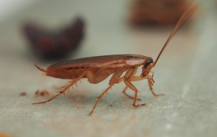 up close image of a cockroach crawling in a kitchen