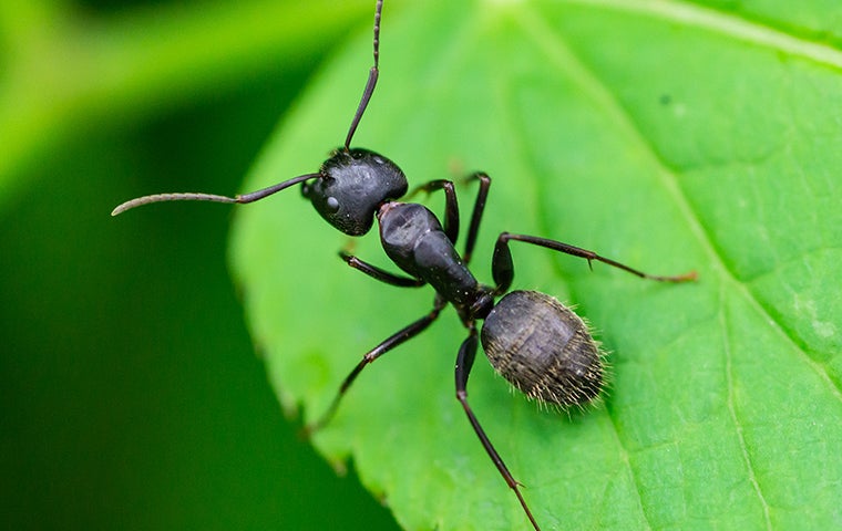 little black ant facing left