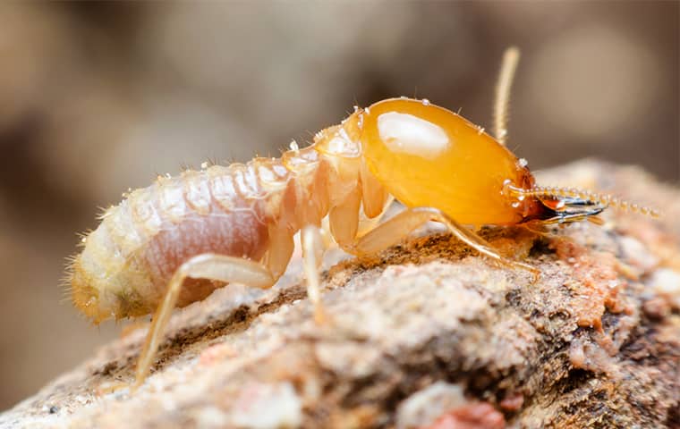 termite eating wood near a home