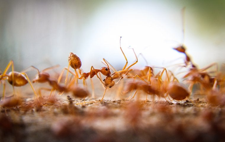 fire ants in landscaping