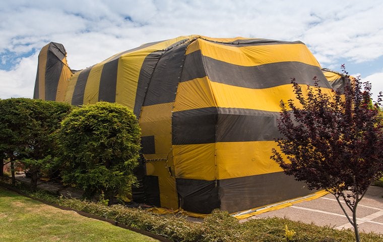 house with fumigation tent