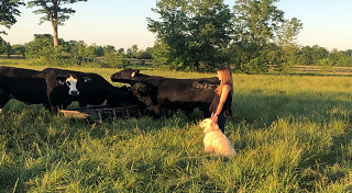 woman standing in field with cows and her dog