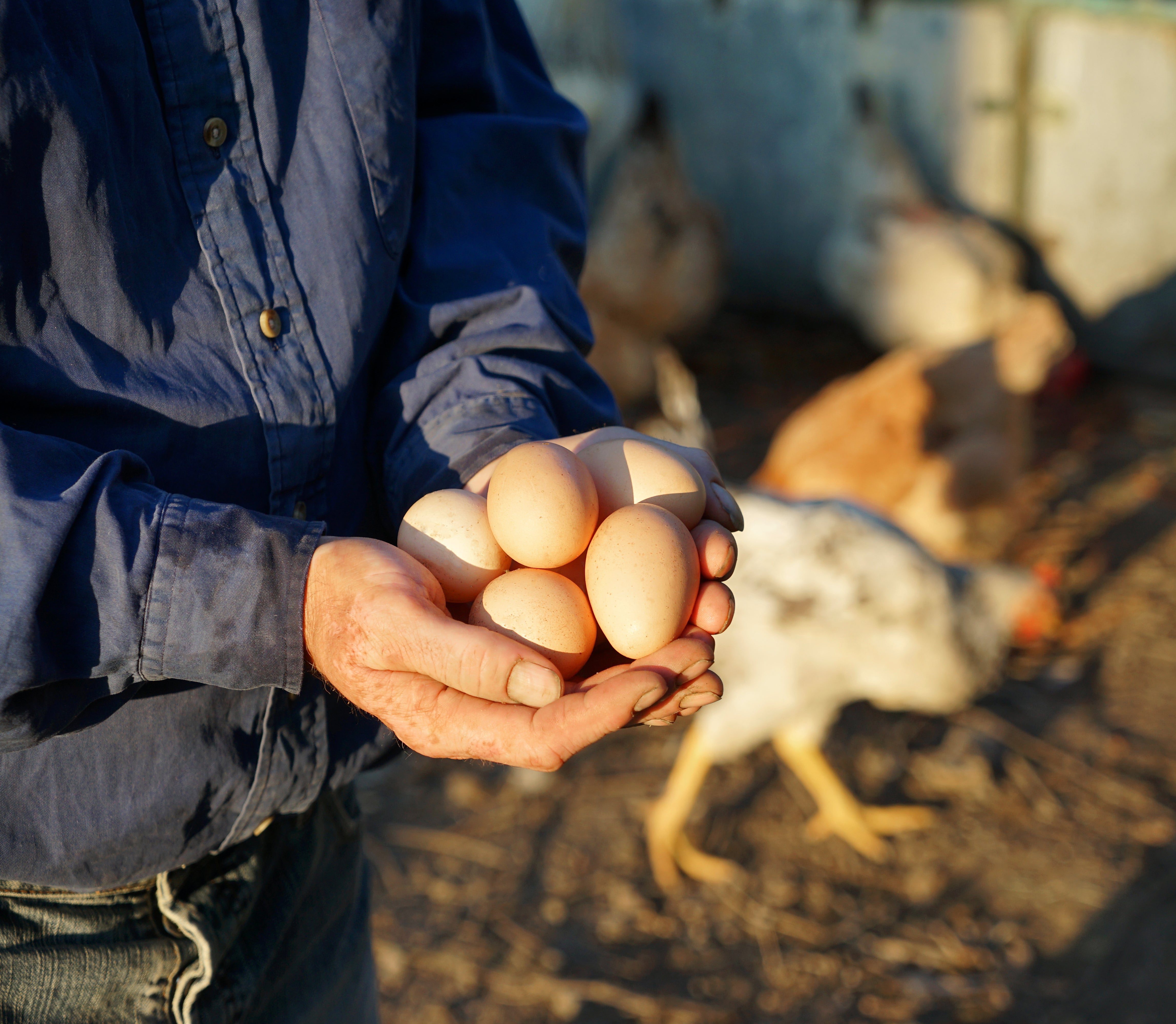 Agricultor segurando ovos orgânicos frescos