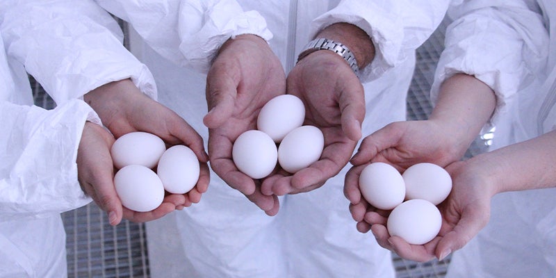 Vista de perto de pessoas segurando três ovos cada em suas mãos