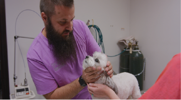 ein Tierarzt untersucht einen Hund