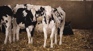 a group of calves