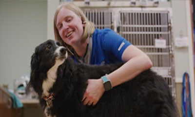 una mujer veterinaria sonriendo mientras examina la salud de un perro