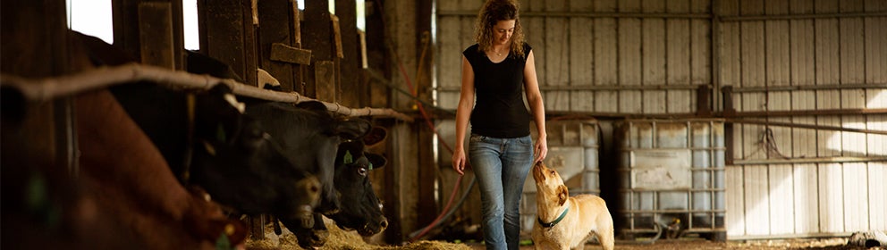 woman walking and stroking dog in a barn with cows next to them in pens