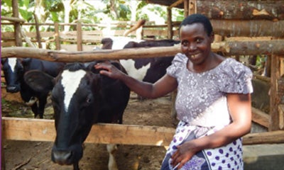 woman touching a cow in a pen