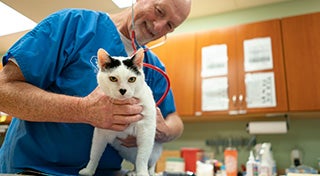 male veterinarian inspecting a cat smiling