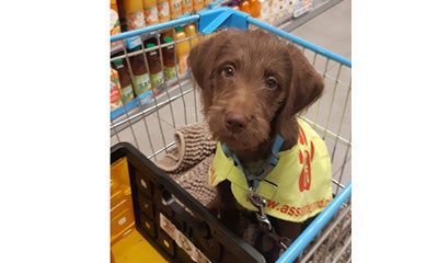 A dog sitting in a shopping cart looking at the camera