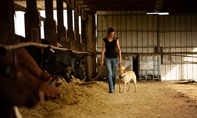 Une femme traverse une étable à côté d'un enclos à vaches tout en caressant un chien.