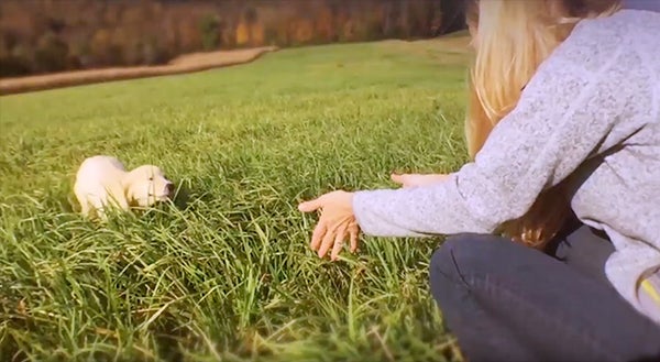 a puppy running towards it's owner with open arms in long grass