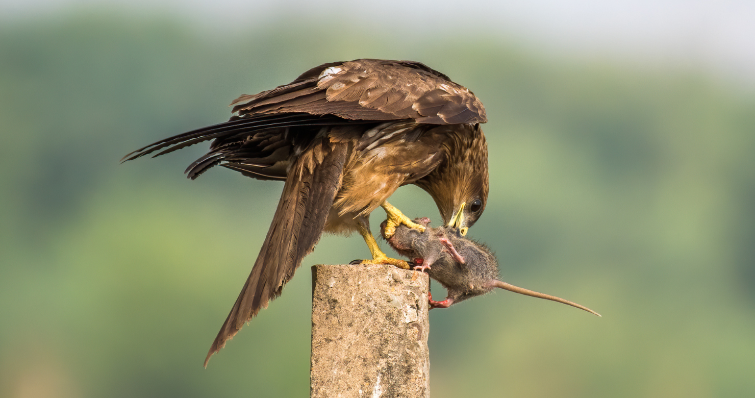 Eagle catching a rodent