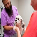 Tierarzt, der einen kleinen Hund untersucht